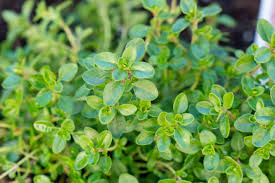 Green Thymus Serpyllum Plant Seeds for Planting - NON GMO Seeds