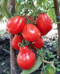 Truffle Black Tomato Vegetable Seeds for Planting-Heirloom & Non-GMO Seeds for planting