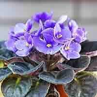 African Violet Delosperma Flower Seeds for Planting - 100 pcs