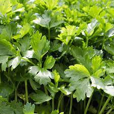 Organic Cilantro Herb Seeds for Planting - Heirloom, Non-GMO Garden Seeds