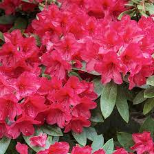 Heirloom Red Azalea Rhododendron Flower Seeds for Planting â€“ Non-GMO Garden Seeds