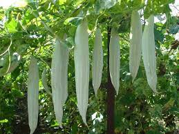 Snake Gourd Vegetable Seeds for Planting, 100 Pcs pcs
