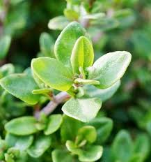 Green Thymus Serpyllum Plant Seeds for Planting - NON GMO Seeds