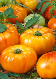 Orange Giant Hybrid Tomato Vegetable Seeds for Planting – Heirloom and Non-GMO Garden Seeds