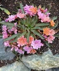 Mixed Lewisia Flower Seeds for Garden - NON GMO Seeds
