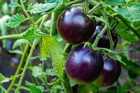 Purple Tomato Seeds for Planting - 100 Pcs pcs