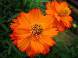 Orange Cosmos Flower Seeds for Planting – Vibrant Blooms, Non-GMO, Heirloom Seeds