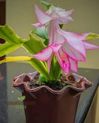 Schlumbergera Flower Seeds for Planting 100 pcs