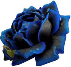 Purple Black Supreme Rose Plant Seeds for Planting Non-GMO Heirloom Garden Seeds for Growing