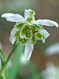 Rare Scented Snowdrops (Galanthus nivalis 'Flore Pleno') Flower Seeds for Planting