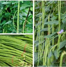 Oriental Yard Long Bean Vigna unguiculata for planting in vegetable garden