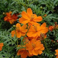 Orange Bossa Nova Flower Seeds for Planting - NON GMO Seeds