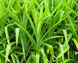 Pandan Seeds for Planting,Tropical Gardens -Heirloom & Non-GMO Seeds – Fresh Herb for Your Garden