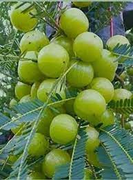 Amla Tree, Indian Gooseberry (Big Fruit, Grown Through Seeds) Fruit Seeds for Planting - Tangy, Vitamin-Packed Fruit Harvests