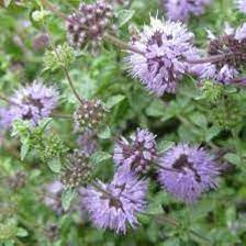 Purple Pennyroyal Herb Plant Seeds for Planting-Natural Garden Enhancement – Fresh Herb for Your Garden