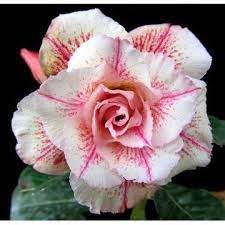 Desert Rose Seeds (Adenium Obesum) â€“ Heirloom Non-GMO Succulent Plant Seeds for Growing Indoors/Outdoors