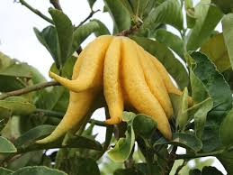Yellow finger citron citrus fruit seeds