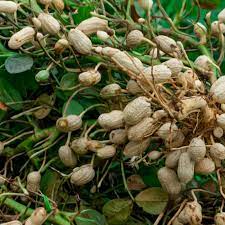 Peanut Plant Seeds for Garden Planting - NON GMO Seeds