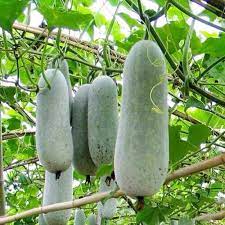 Wax (Ash) Gourd Seeds for Planting - 100 Pcs pcs