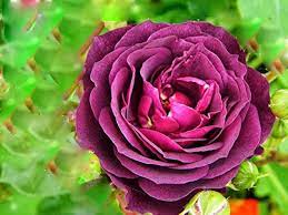 Biosnyg Purple Rose Rosa Rugosa Thunb Heirloom Non-GMO Plant Seeds for Garden and Planting