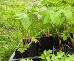 Angelica Keiskei Plant Seeds for Garden Planting - Heirloom & Non-GMO Seeds for planting – Fresh Herb for Your Garden