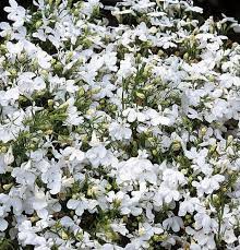 Lobelia Pendula White Lady Cascade Flower Seeds for Planting - N0N GMO Seeds