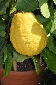 Yellow Citron Citrus Plant Seeds - Grow Fragrant Yellow Citron Fruits at Home 100 Pcs pcs