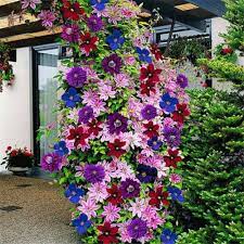 Mixed Colors Clematis Flower Vines Perennial Climbing Flower Seeds for Planting