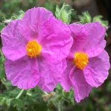 Cistus Creticus (Rockrose) Flower Seeds for Planting - NON GMO Seeds