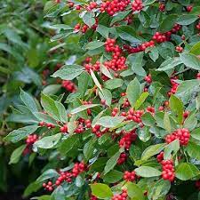 Red Pyracantha Fortuneana Plant Seeds for Planting - NON GMO Seeds