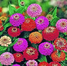 Zinnia Double Mixed Flower Seeds for Planting – Vibrant, Non-GMO, Heirloom Flower Seeds