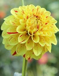 Yellow Red Mix Dahlia Flower Seeds – Heirloom Non-GMO Seeds for Garden Planting