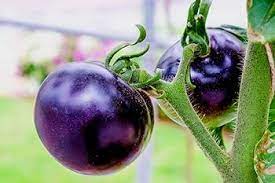 Deep Blue Tomato Seeds for Planting - 100 Pcs pcs