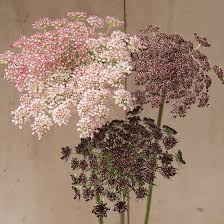Organic Mixed Dara Anne's Lace Flower Seeds for Planting ƒ?? Heirloom, Non-GMO