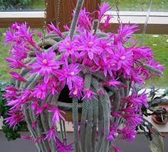 Aporocactus Flower Seeds for Planting, Fresh, NON GMO Seeds