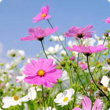 Pinkie Cosmos Sensation Flower Seeds for Garden â€“ Vibrant Blooms, Non-GMO, Heirloom