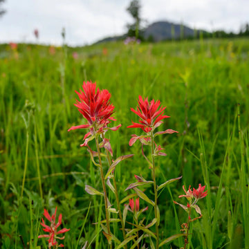 Heirloom Non-GMO Castilleja Indivisa Flower Seeds for Planting – Native Wildflower Blooming Seeds