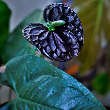 Heirloom Non-GMO Black Anthurium Flower Seeds for Planting – Exotic Indoor Plant Seeds