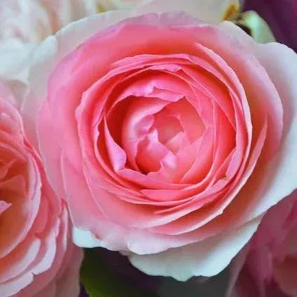 Pink Lonza Gemstone Flower Seeds for Planting Non-GMO Heirloom Garden Seeds for Growing for planting in your garden.