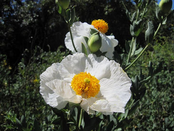 Romneya Coulteri Matilija Poppy Flower Seeds for Planting NON GMO Seeds for planting in home garden
