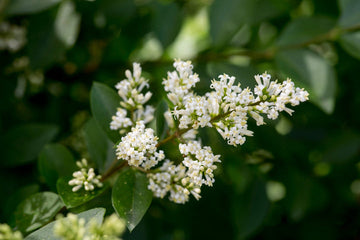 Heirloom Non-GMO White Privet Flower Seeds for Planting – Fragrant Blooms for Hedges and Ornamental Gardens