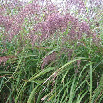 Cymbopogon citratus 'Purple' – Purple Lemongrass