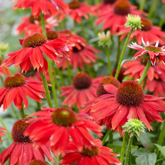 Red Echinacea Coneflower Seeds for Planting - Heirloom Seeds to attract Pollinators & Butterflies - Echinacea for planting in home garden