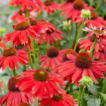 Red Echinacea Coneflower Seeds for Planting - Heirloom Seeds to attract Pollinators & Butterflies