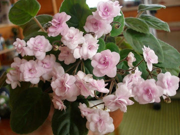 Organic Light Pink African Violet Flower Seeds for Planting ƒ?? Heirloom, Non-GMO