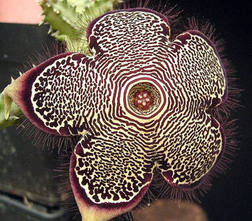 Edithcolea Flower Seeds for Planting - NON GMO Seeds