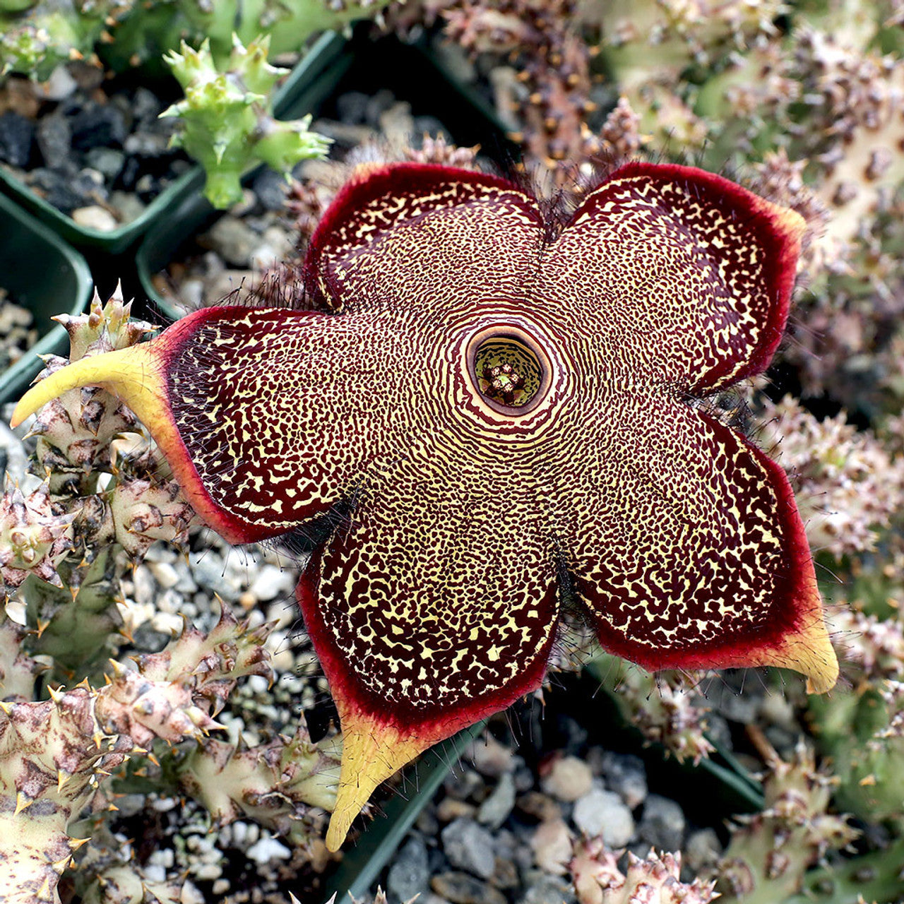 Edithcolea Flower Seeds for Planting - NON GMO Seeds seeds for planting in home garden