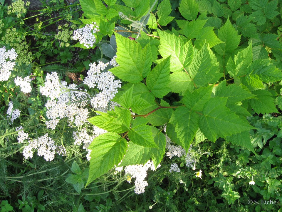 Eiche Plant Seeds for Planting - NON GMO Seeds seeds for planting in home garden