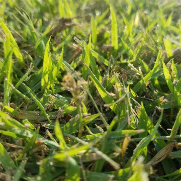 Zoysia El Toro Grass Seed - Premium Warm-Season Lawn Grass for Lush, Low-Maintenance Lawns