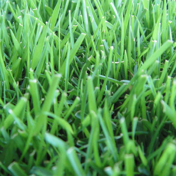 Zoysia Empire Grass Seed – Premium Warm-Season Lawn Grass for a Lush, Low-Maintenance Lawn